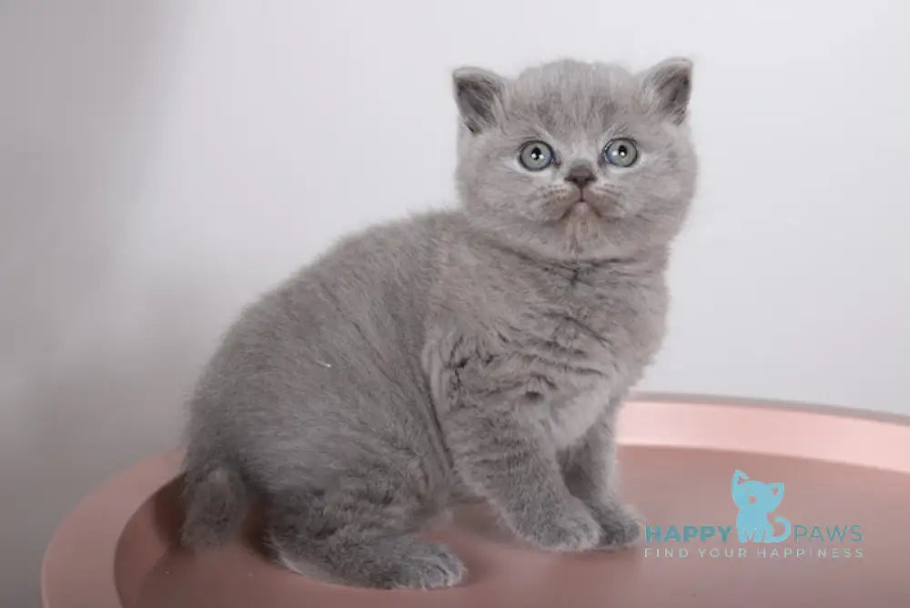 Fiona Scottish Straight female blue live animals