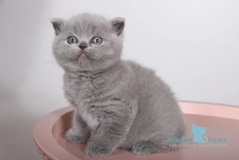 Fiona Scottish Straight female blue live animals