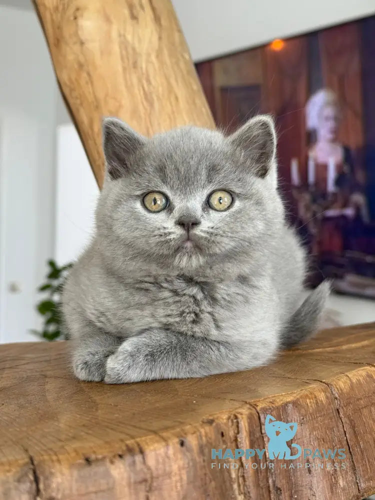 Fiona Scottish Straight female blue live animals