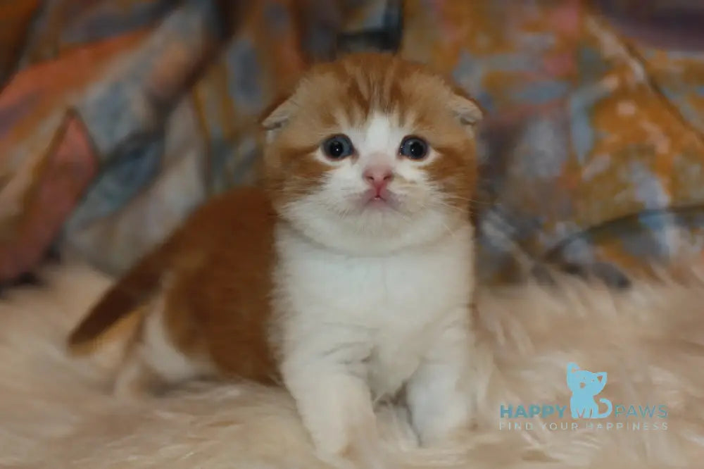 Fire Fox Scottish Fold male red tabby bicolour live animals