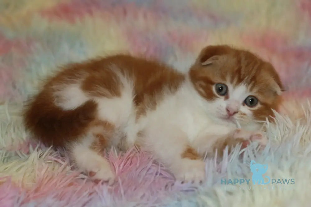 Fire Fox Scottish Fold male red tabby bicolour live animals