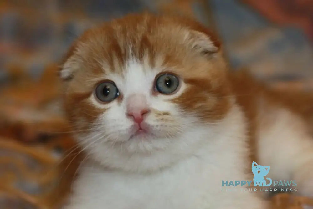 Fire Fox Scottish Fold male red tabby bicolour live animals