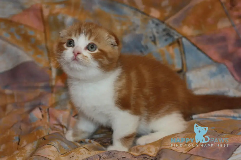 Fire Fox Scottish Fold male red tabby bicolour live animals