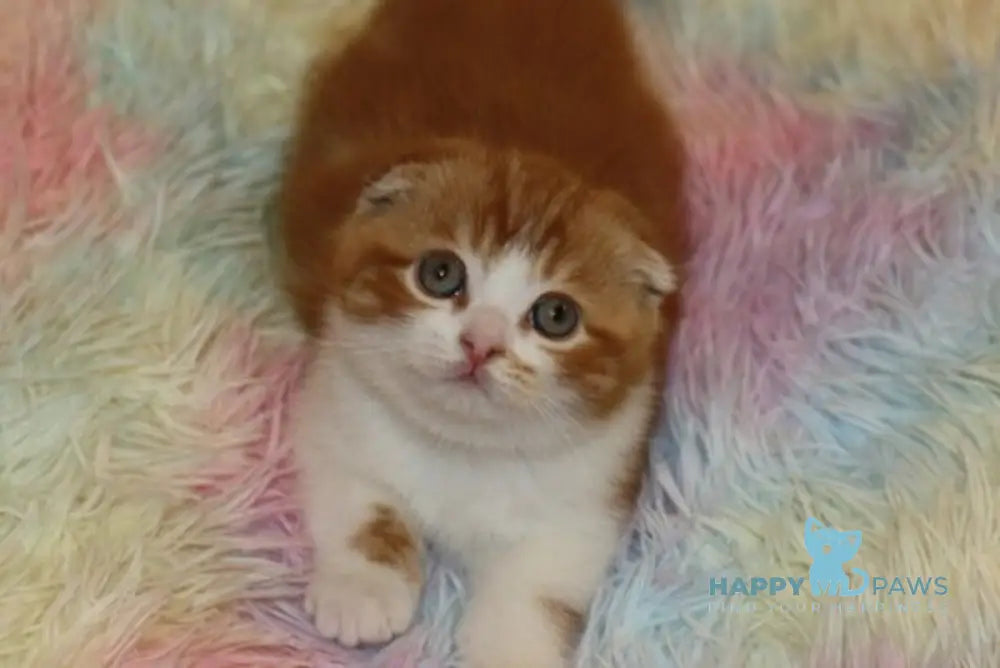 Fire Fox Scottish Fold male red tabby bicolour live animals
