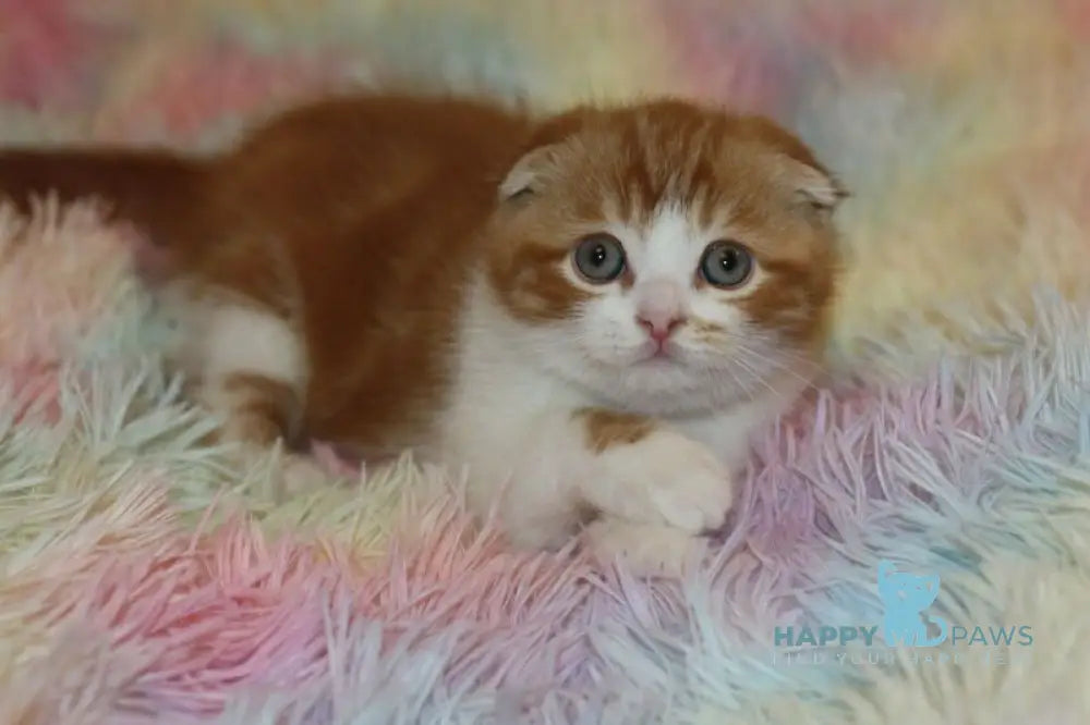 Fire Fox Scottish Fold male red tabby bicolour live animals