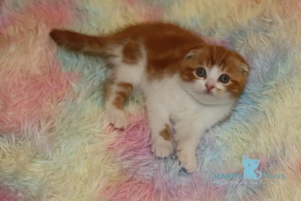 Fire Fox Scottish Fold male red tabby bicolour live animals
