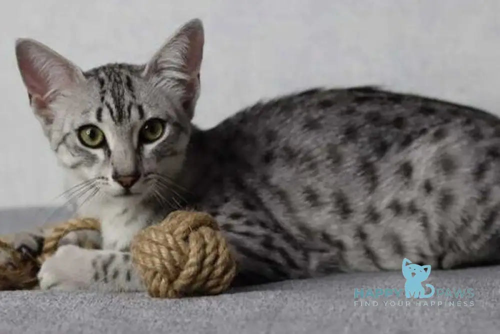 FireBastet Dgobo Egyptian Mau male black silver spotted tabby live animals