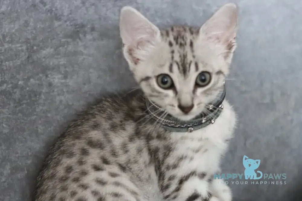 FireBastet Dgobo Egyptian Mau male black silver spotted tabby live animals