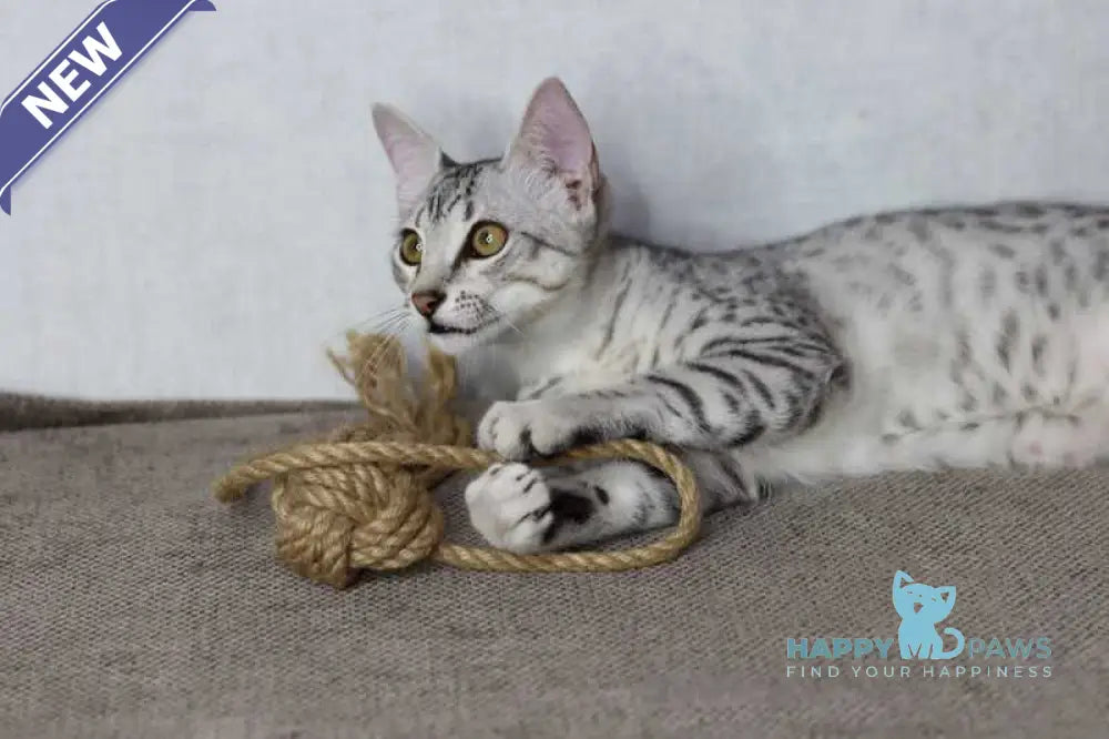 FireBastet Dgobo Egyptian Mau male black silver spotted tabby live animals