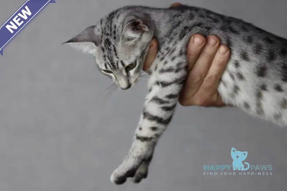 FireBastet Dgobo Egyptian Mau male black silver spotted tabby live animals