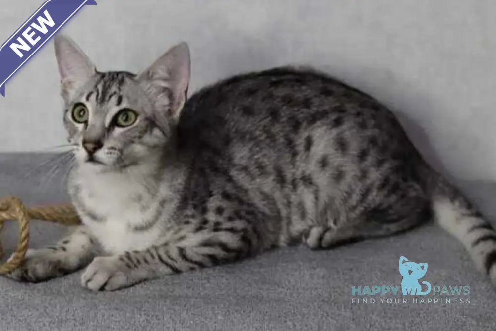 FireBastet Dgobo Egyptian Mau male black silver spotted tabby live animals