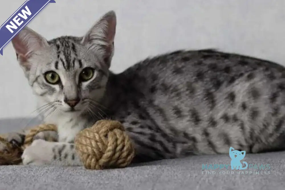 FireBastet Dgobo Egyptian Mau male black silver spotted tabby live animals