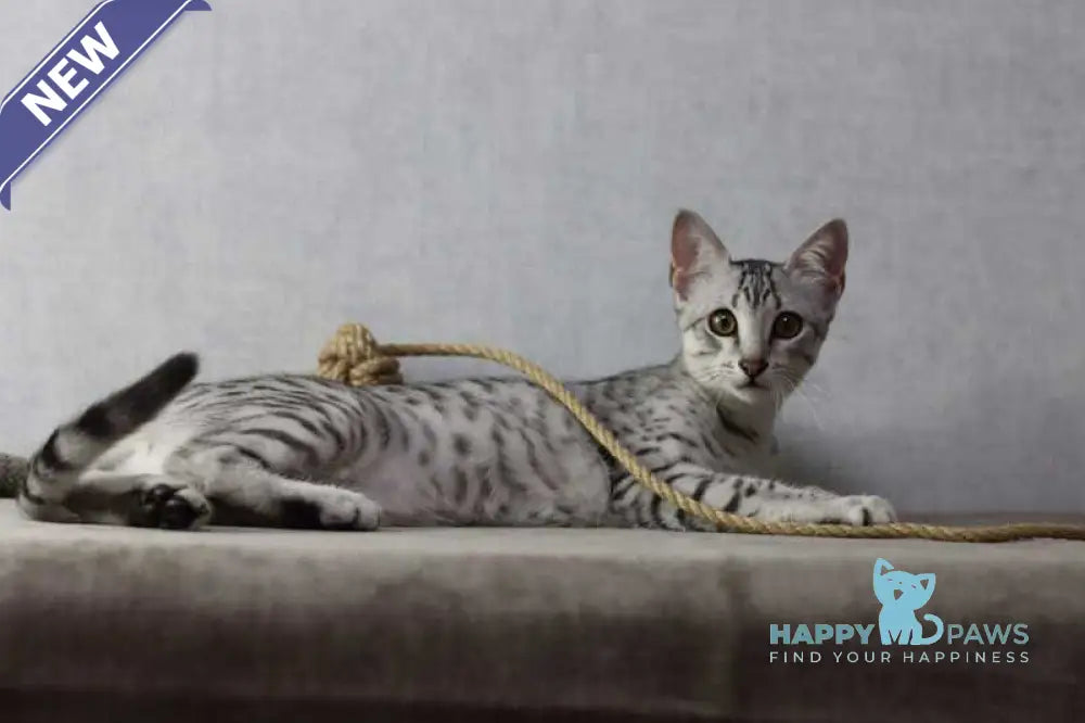 FireBastet Dgobo Egyptian Mau male black silver spotted tabby live animals