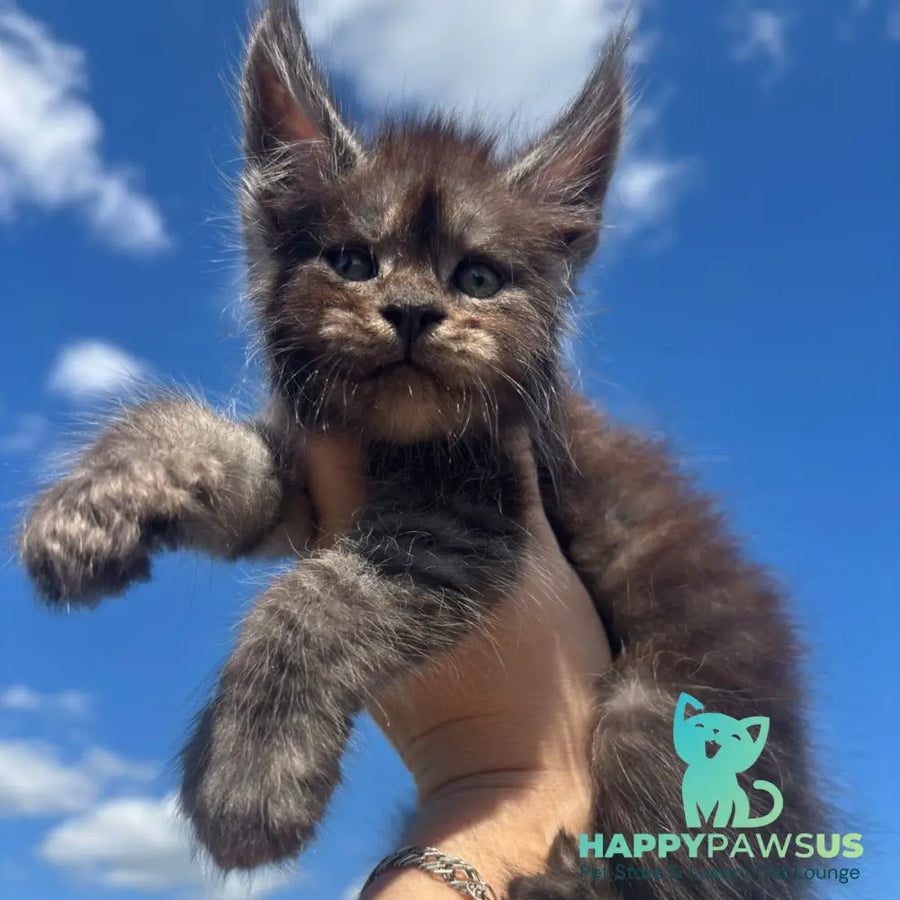 First Maine Coon male black silver - live animals