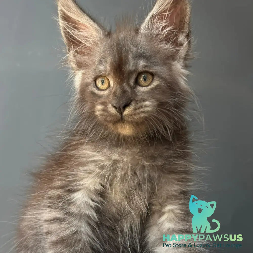 First Maine Coon male black silver - live animals