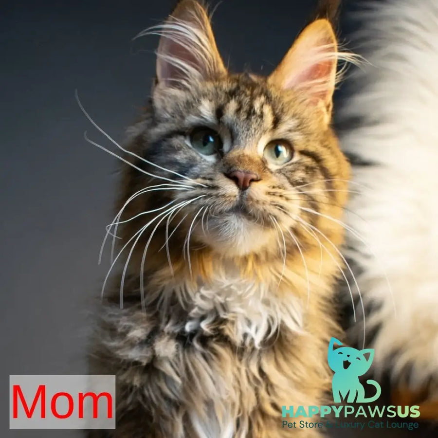 First Maine Coon male black silver - live animals