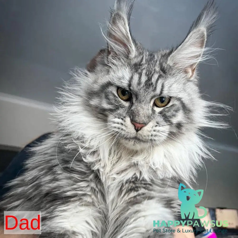 First Maine Coon male black silver - live animals