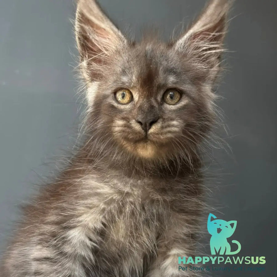 First Maine Coon male black silver - live animals