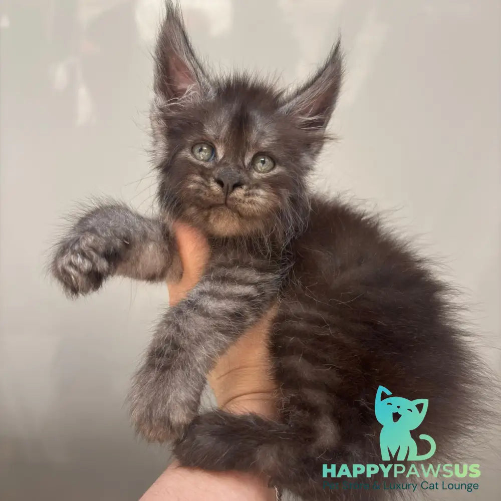 First Maine Coon male black silver - live animals