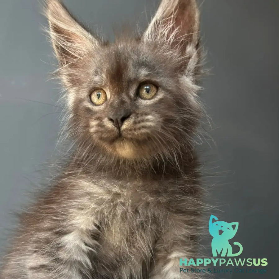 First Maine Coon male black silver - live animals