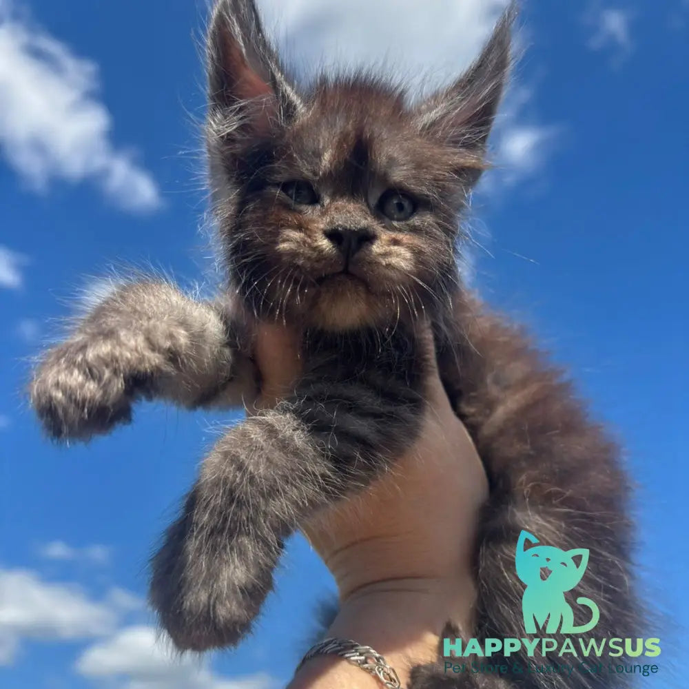 First Maine Coon male black silver - live animals