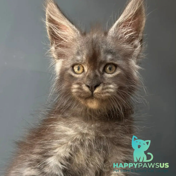 First Maine Coon male black silver - live animals