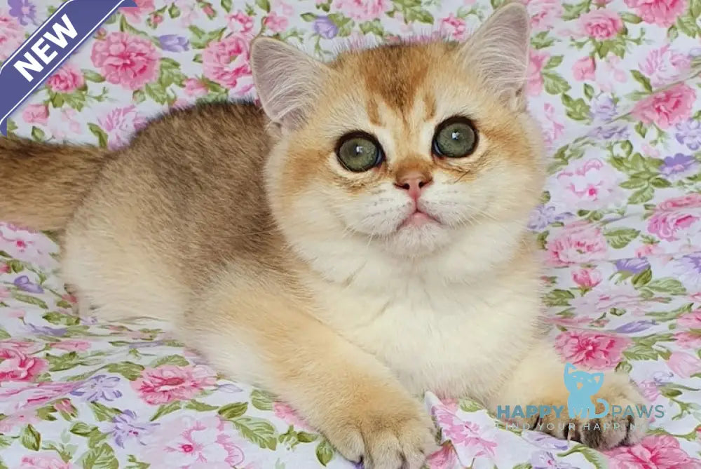 Fistashka British Shorthair female black golden ticked tabby live animals