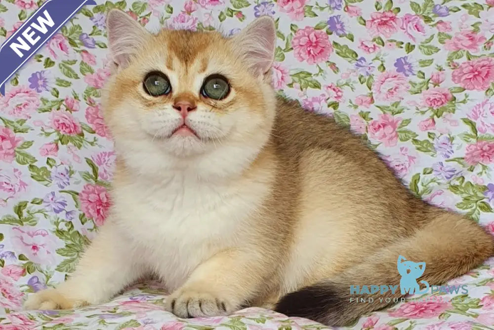 Fistashka British Shorthair female black golden ticked tabby live animals