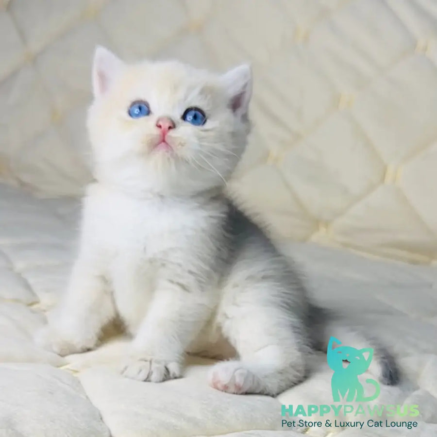 Fistashka British Shorthair female blue golden shaded - live animals