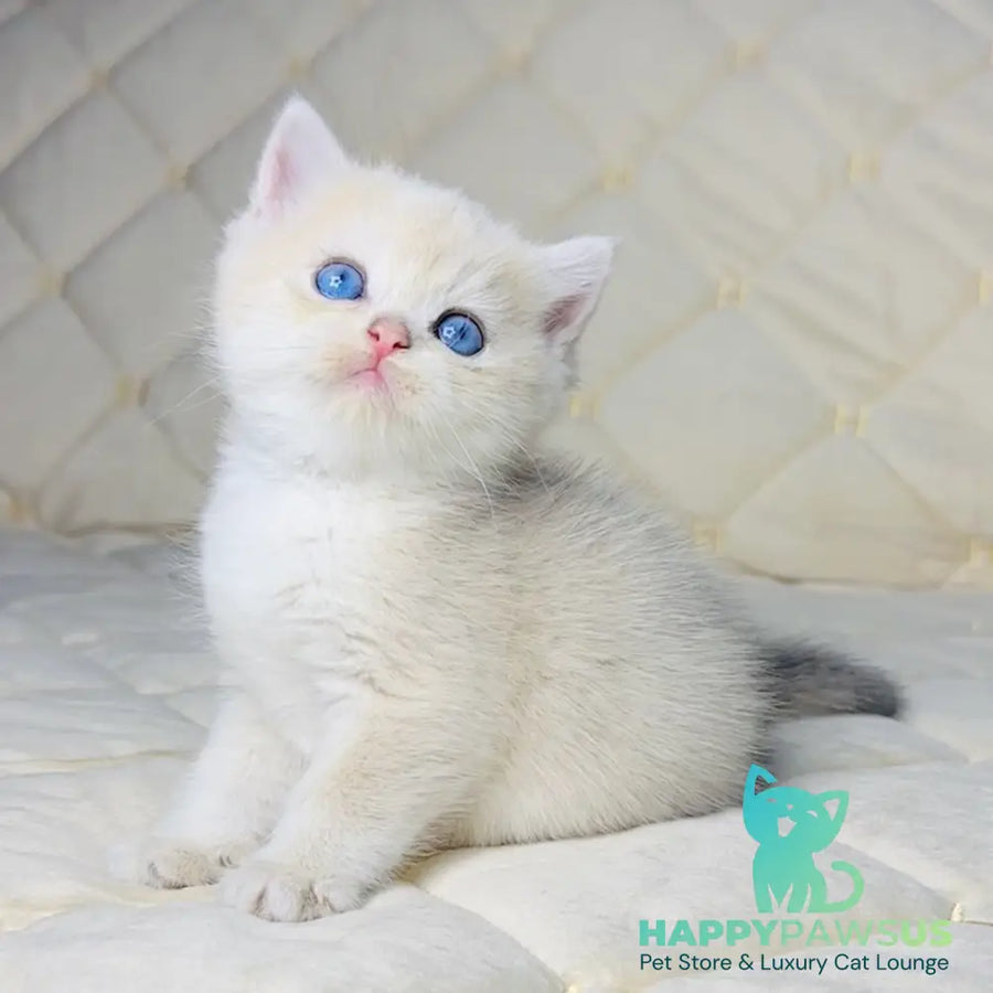 Fistashka British Shorthair female blue golden shaded - live animals