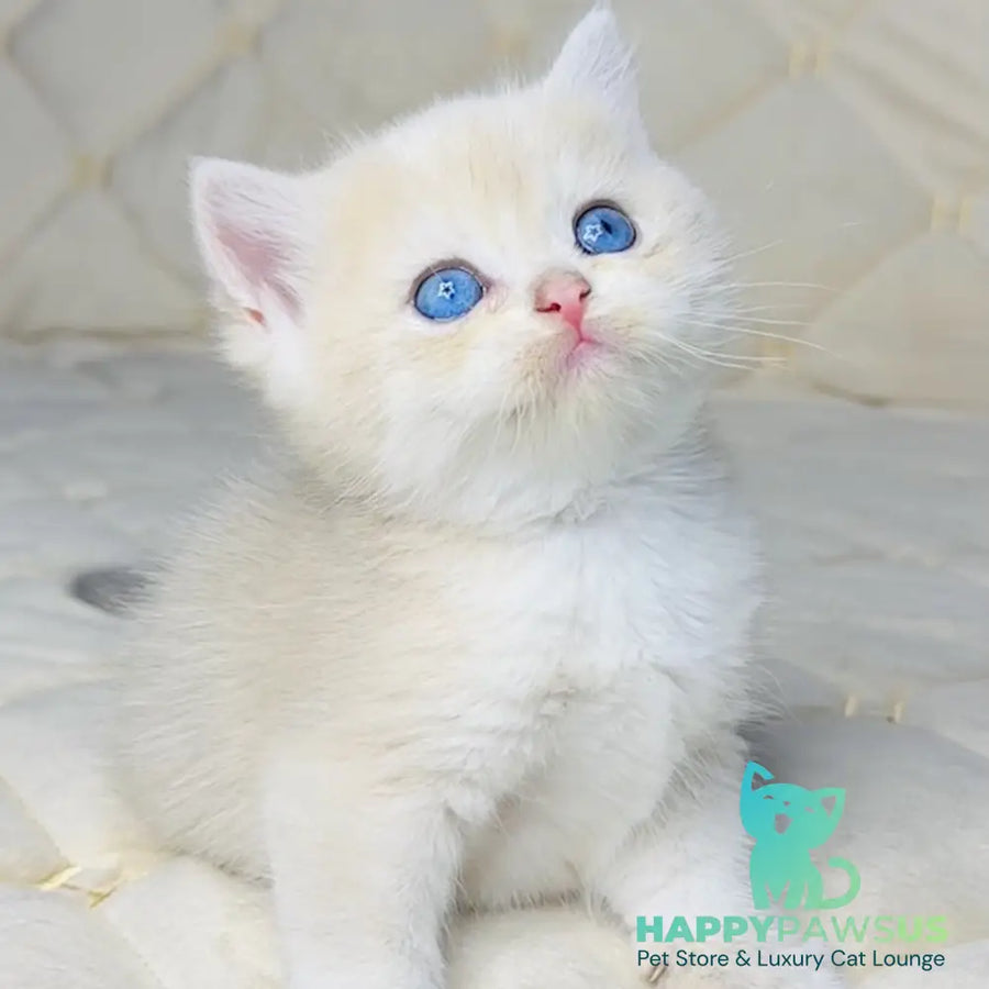 Fistashka British Shorthair female blue golden shaded - live animals