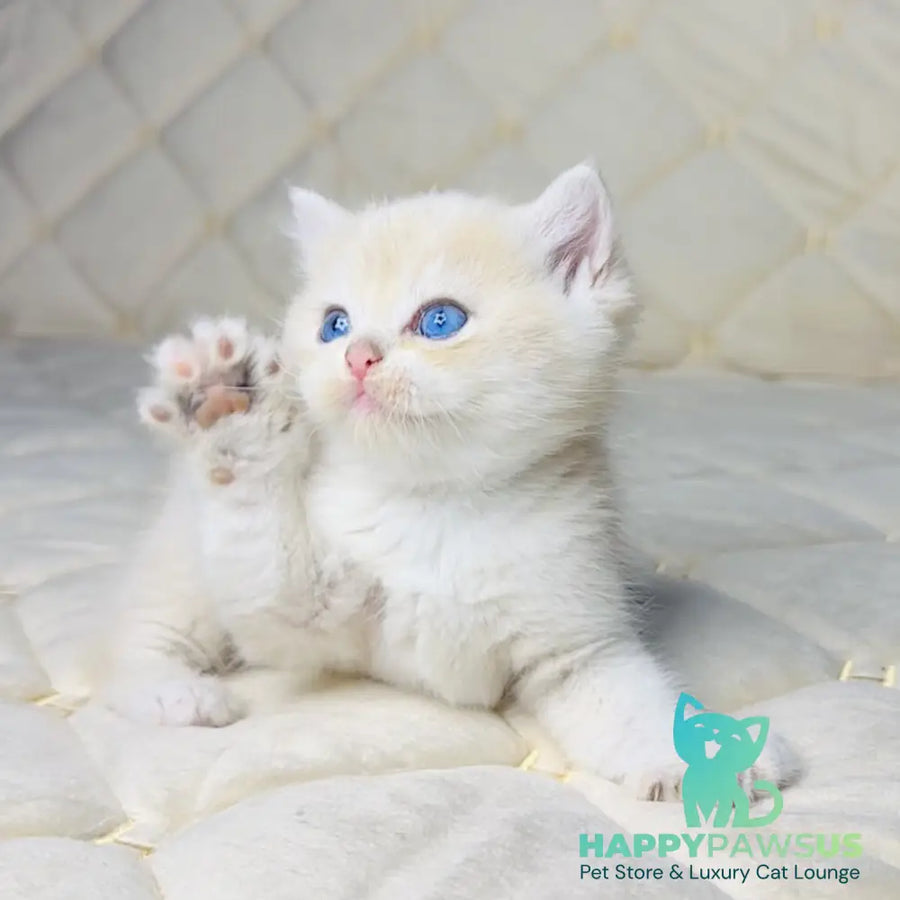 Fistashka British Shorthair female blue golden shaded - live animals