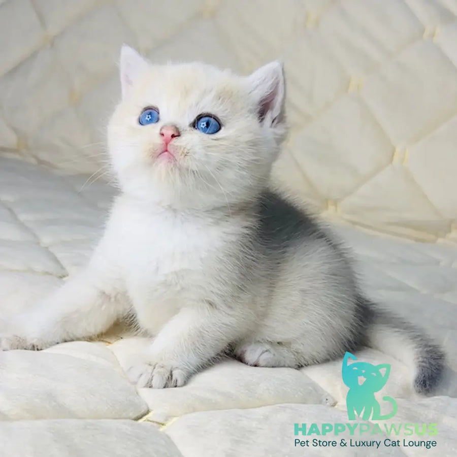Fistashka British Shorthair female blue golden shaded - live animals