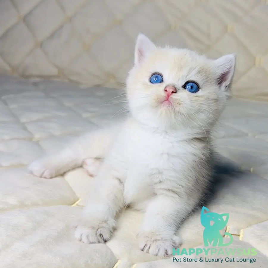 Fistashka British Shorthair female blue golden shaded - live animals