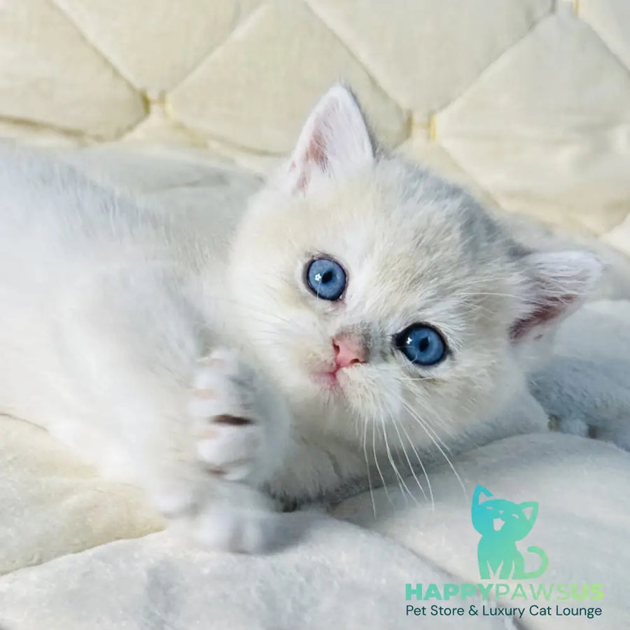 Fistashka British Shorthair female blue golden shaded - live animals