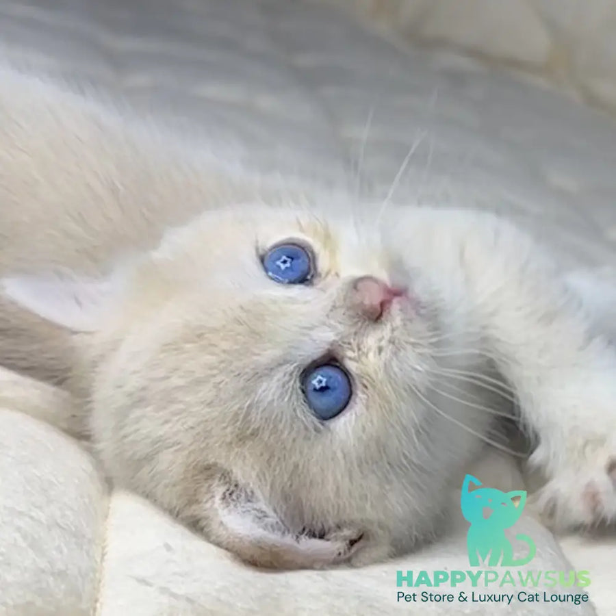 Fistashka British Shorthair female blue golden shaded - live animals