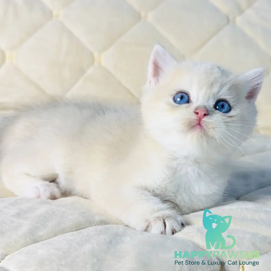 Fistashka British Shorthair female blue golden shaded - live animals