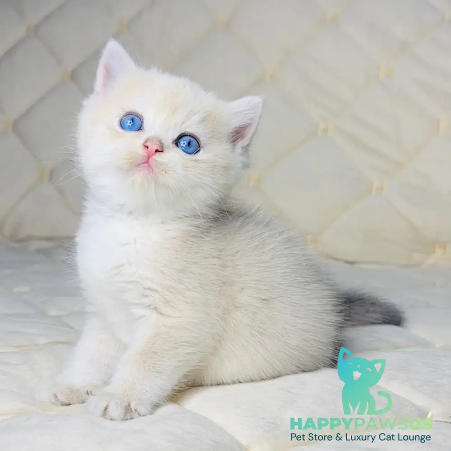Fistashka British Shorthair female blue golden shaded - live animals