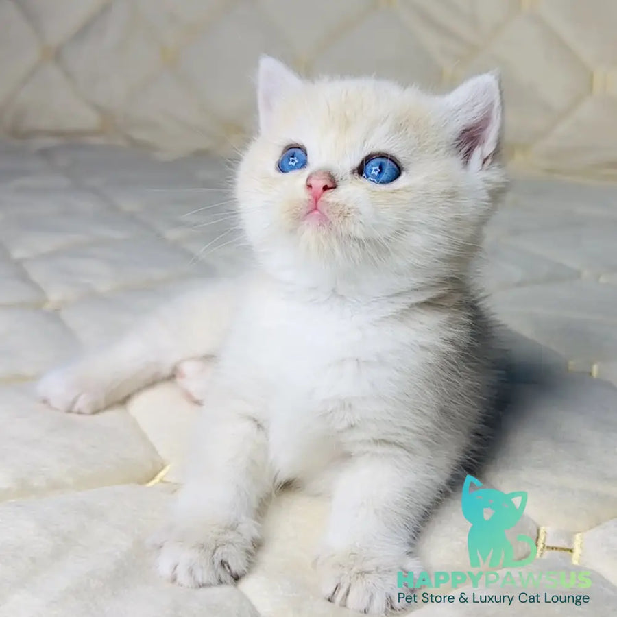 Fistashka British Shorthair female blue golden shaded - live animals
