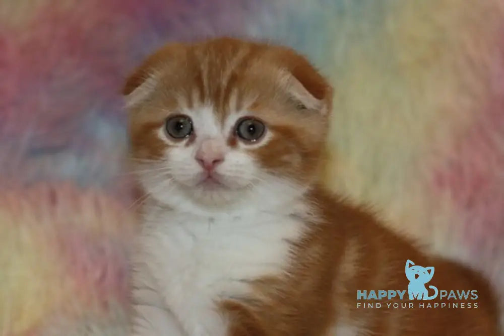 Fitzpatrick Scottish Fold male red tabby bicolour live animals