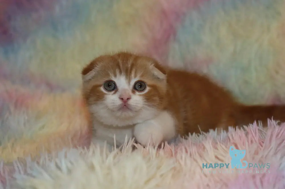 Fitzpatrick Scottish Fold male red tabby bicolour live animals