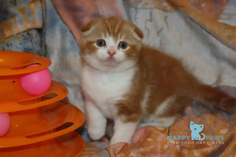 Fitzpatrick Scottish Fold male red tabby bicolour live animals