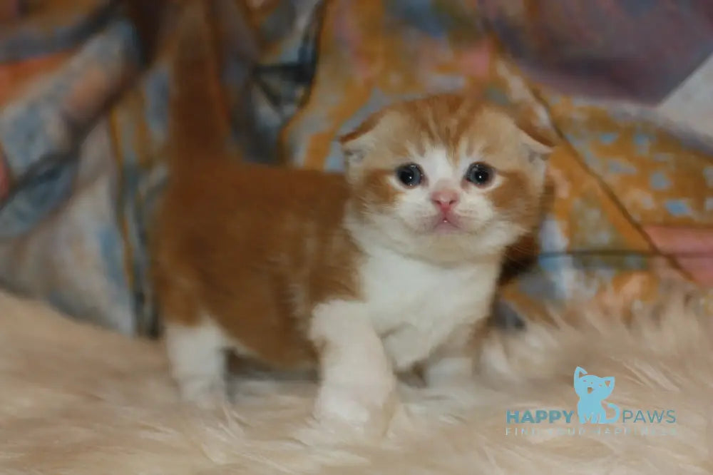 Fitzpatrick Scottish Fold male red tabby bicolour live animals