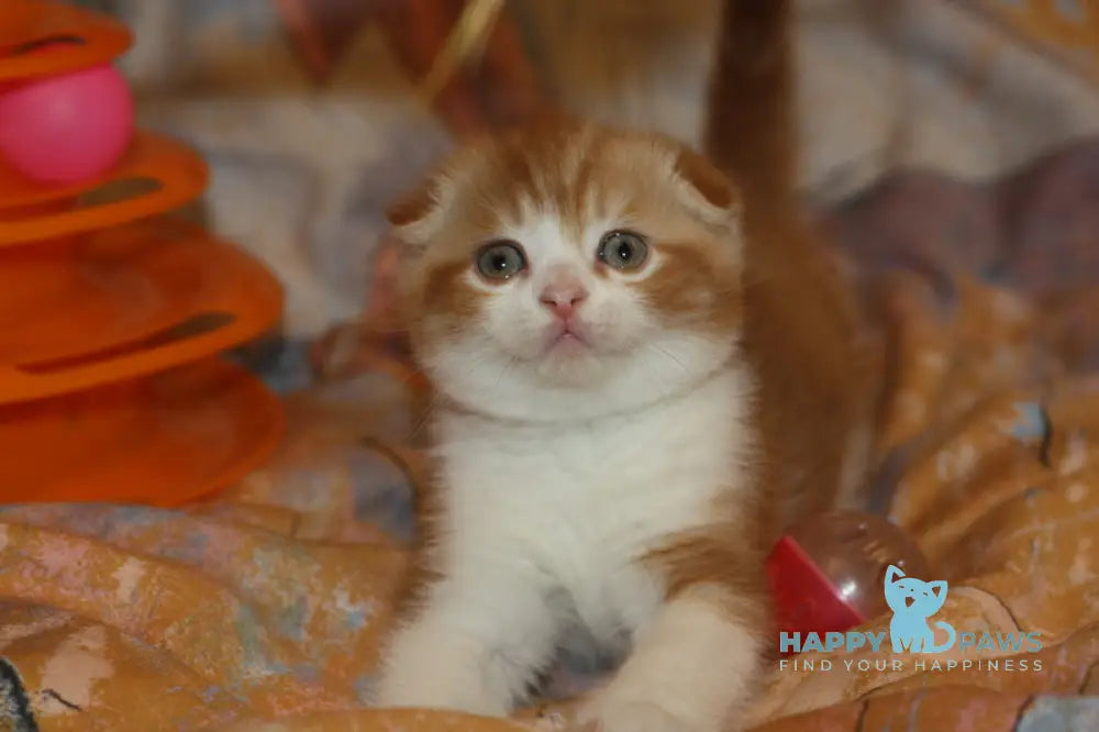 Fitzpatrick Scottish Fold male red tabby bicolour live animals