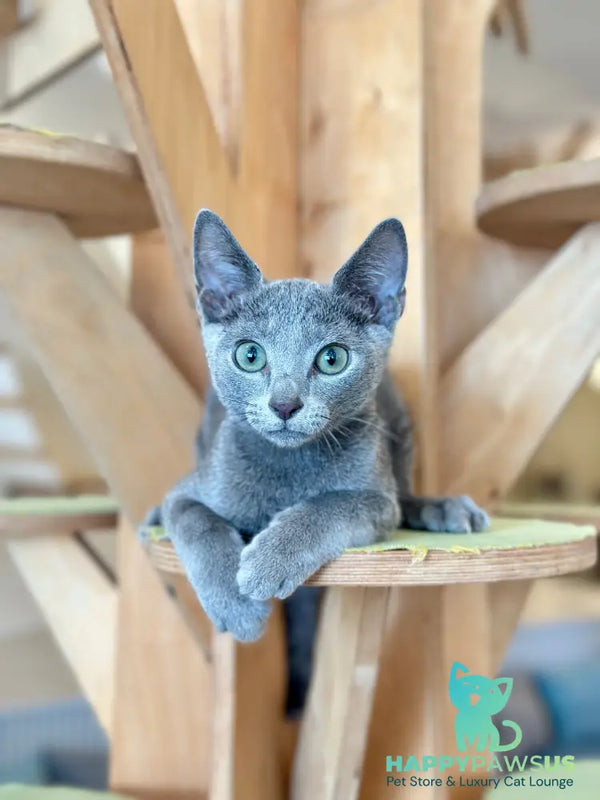 Fitzroy Russian Blue male blue - live animals