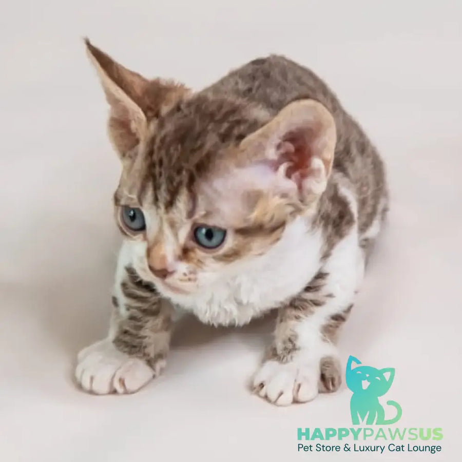 Fixik Devon Rex male chocolate bicolour spotted tabby - live animals