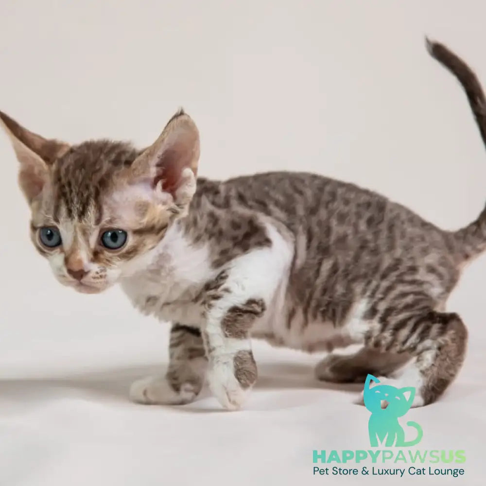 Fixik Devon Rex male chocolate bicolour spotted tabby - live animals