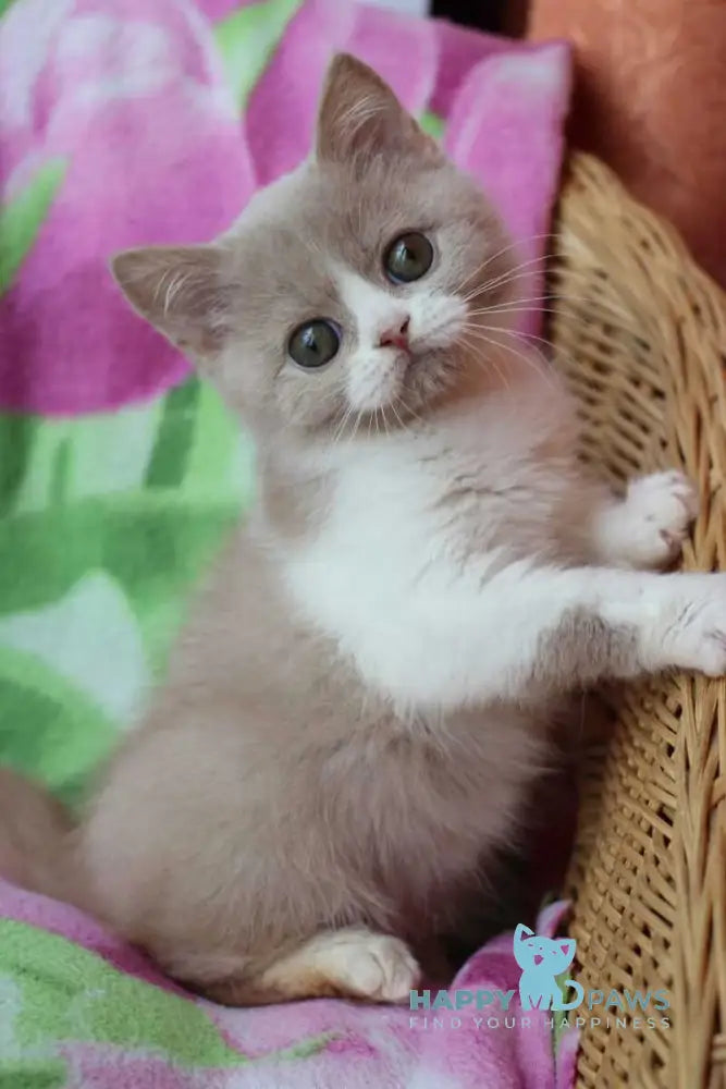 Fixs British Shorthair male lilac bicolour live animals