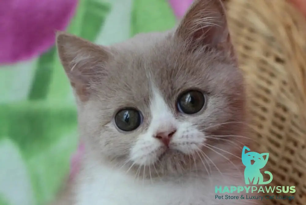 Fixs British Shorthair male lilac bicolour live animals