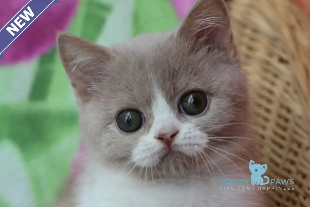 Fixs British Shorthair male lilac bicolour live animals